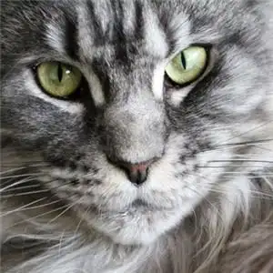 可爱猫咪头像近拍猫咪高清头部图片