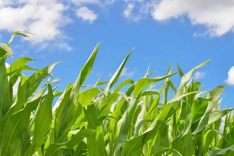 绿油油的绿叶蓝天白云风景图片