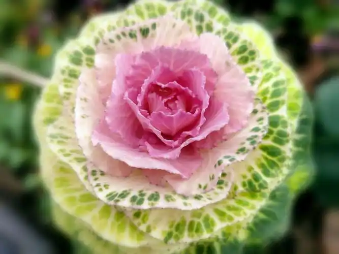 【七彩莲花开】