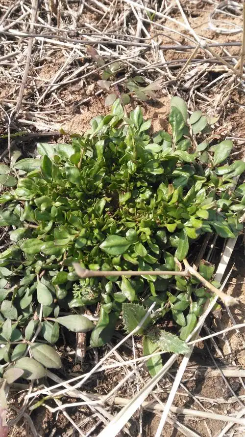 这是什么野菜?可以吃吗?安徽合肥野外到处见到.