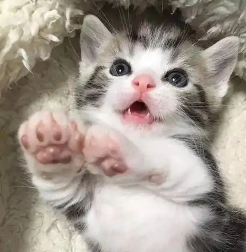 主人家一只非常可爱的小奶猫,网友:感觉血槽已空!