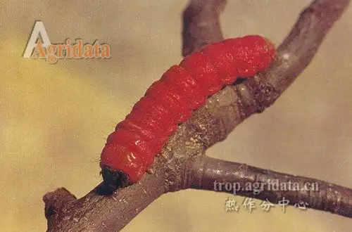 像豆虫的红肉虫叫什么