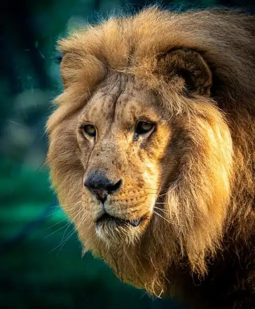 动物世界狮子在非洲草原上的狩猎策略和家族组织