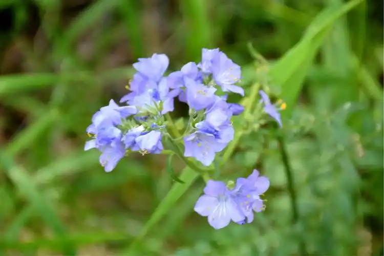你的双眼 这盛夏的累累硕果, 开在夏天里油菜花 漫山遍野的雪见草花开