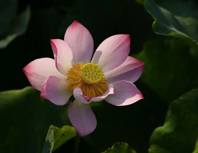 禅意莲花——拍自东屯大王庄莲池