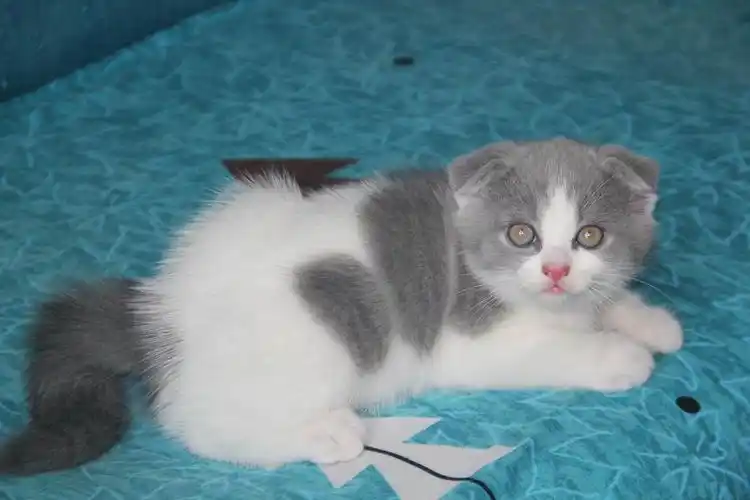 2个月的活泼折耳蓝白英短