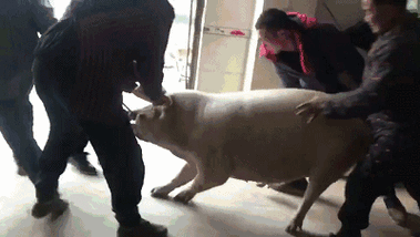 400_226gif 动态图 动图