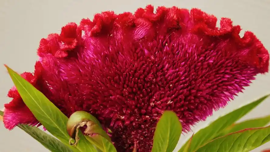 图集:分享一组高清鸡冠花壁纸,欢迎收藏!