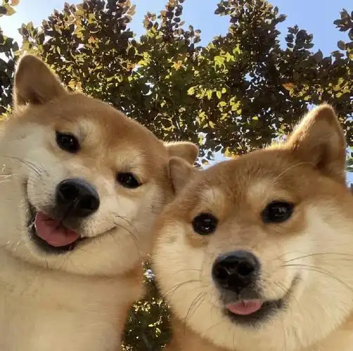 玩吧  #狗狗日常  #狗狗情侣头像  #情头  #柴犬  #情侣头