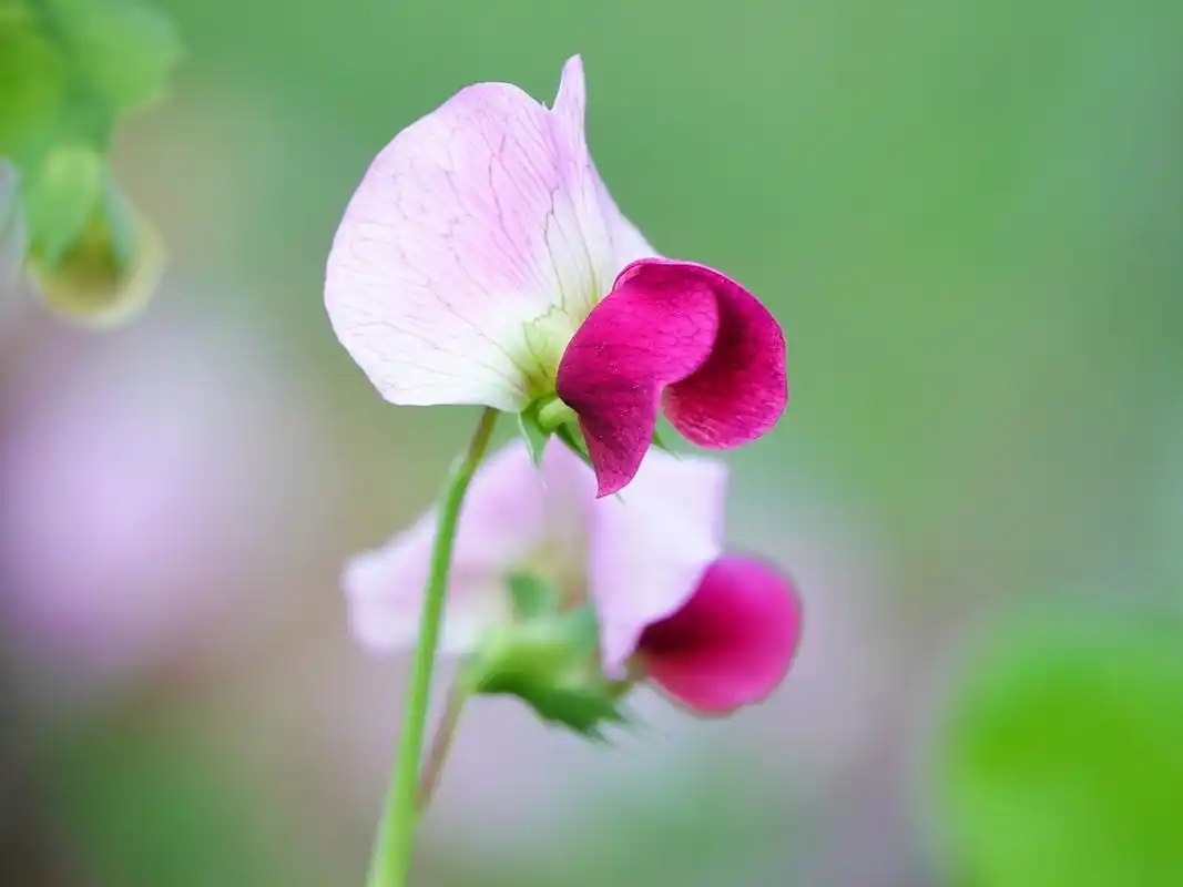湖北宜昌的农作物豌豆开花,盛开的豌豆花酷似美丽的蝴蝶.