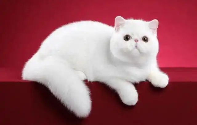 异国短毛猫的品种介绍