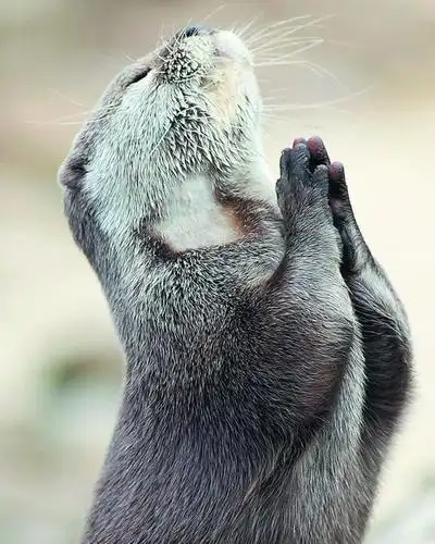 像人类一样双手合十 作祈祷状的"网红"水獭 萌萌哒的虔诚模样全球