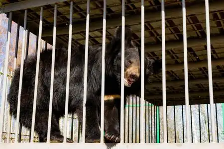 笼子里的喜马拉雅熊.动物园里被圈养的亚洲黑熊.铁笼.照片