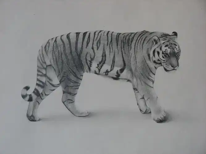 谁有这张图的高清大图? 或者别的霸气的虎的高清素描?