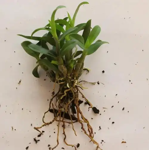 山中这种野草,曾为上贡"仙草",一草难求,如今折断枝条就能养