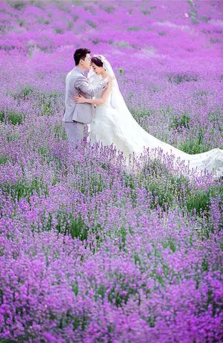 薰衣草婚纱照图片欣赏花海婚纱照花期大盘点