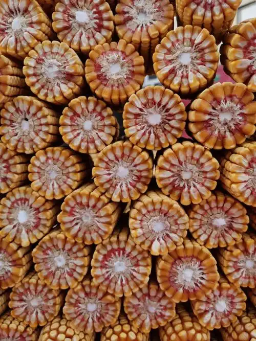 2021年最新审定【强育h712】小紫杆大长棒玉米新品种