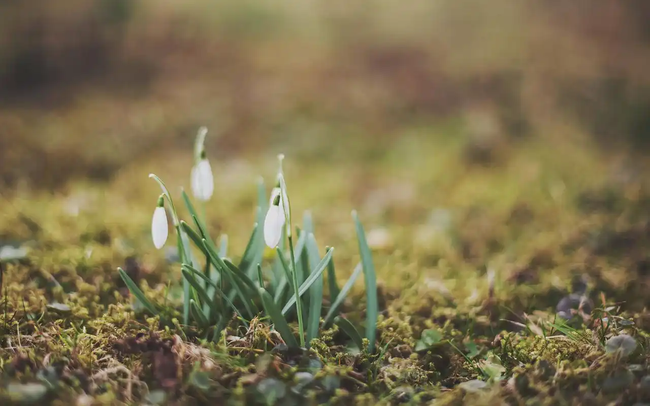 清新花卉植物win7高清电脑桌面主题壁纸下载