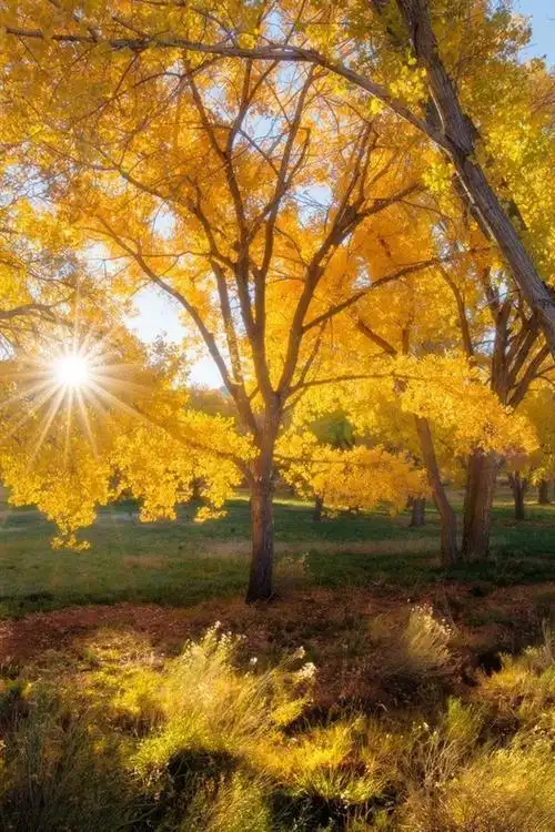 初冬,午后阳光里的温暖