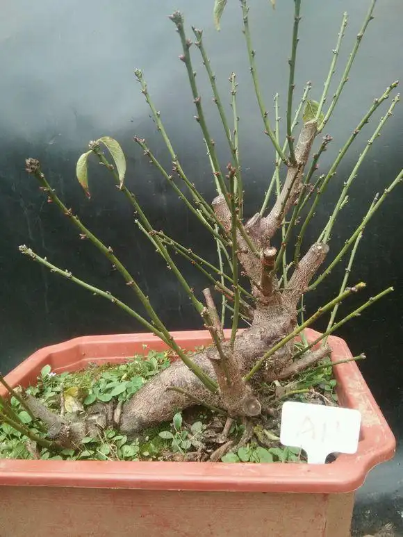 掌握4个重点,教你如何养好绿梅盆景