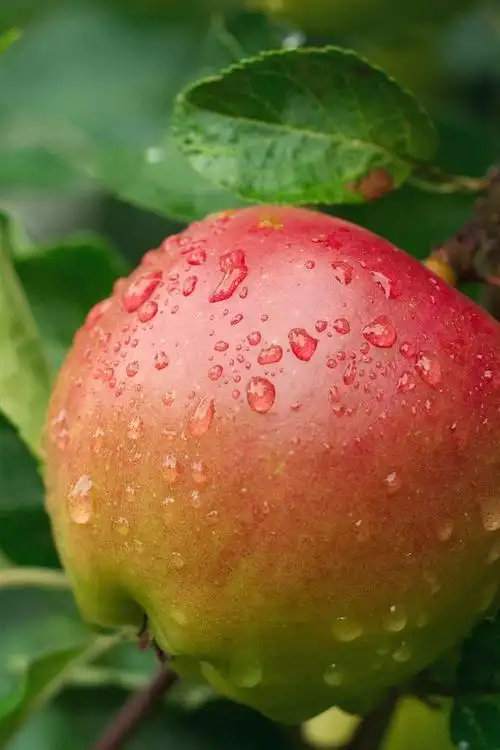 一个新鲜苹果在树上,水滴