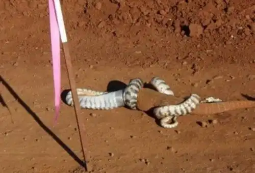 长白山3000年巨蛇七彩蛇遍布山峰