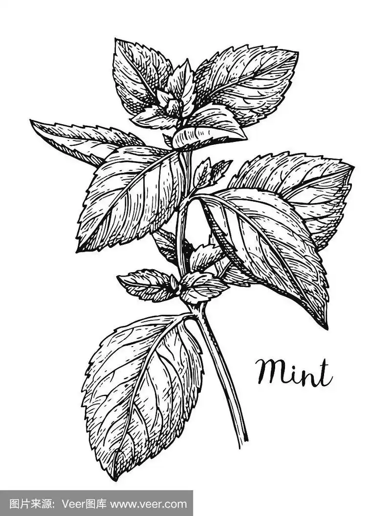 薄荷墨水素描.