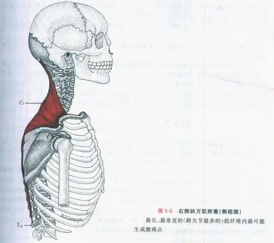 6斜方肌概述2中斜方肌文案