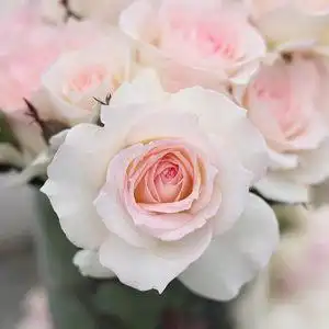 粉白色玫瑰花图片