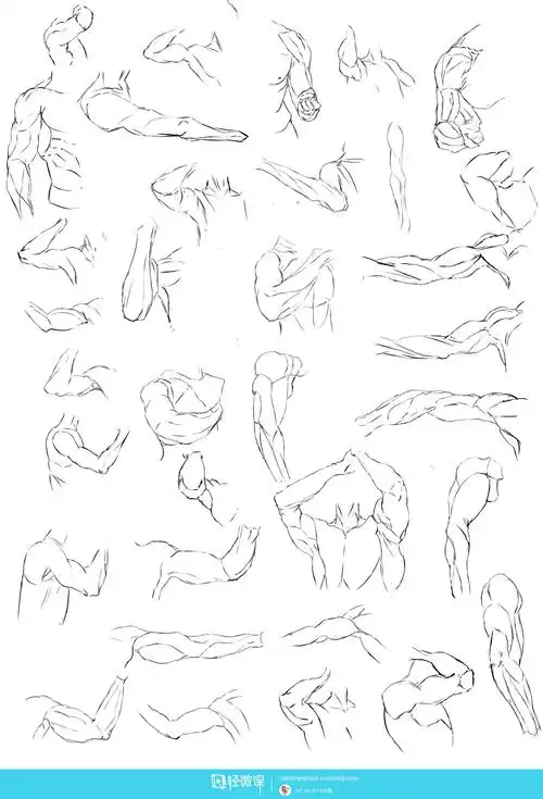 日系厚涂之手臂肌肉及连接关系