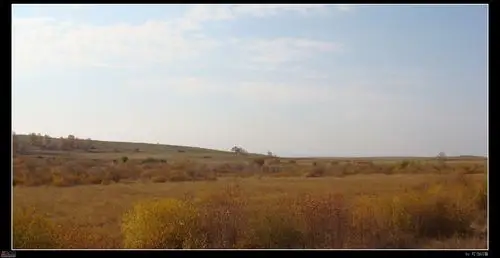 草原上金黄色低矮的灌木