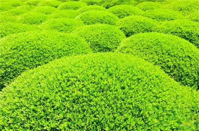 灌木丛图片_全景网