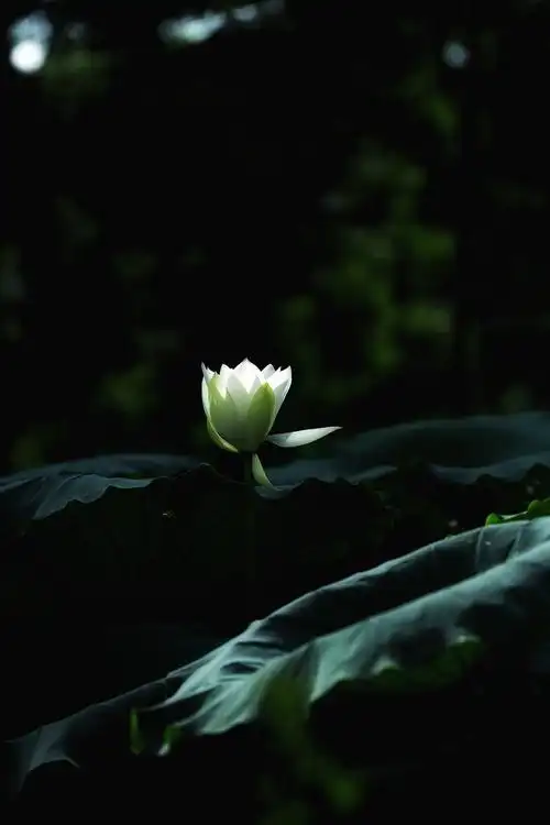 门口有一片荷塘,这不,星期天一大早,我便出发去看那高雅脱俗的荷花