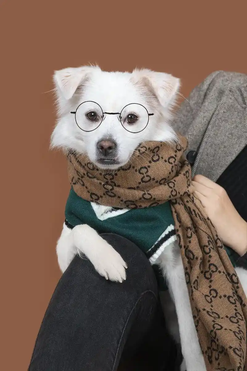 抖音图文来了 #小狗 坨坨子的两岁艺术照98 - 抖音