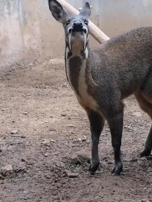 天然麝香产自于鹿科动物,林麝,马麝或原麝成熟雄体香囊中的干燥分泌物