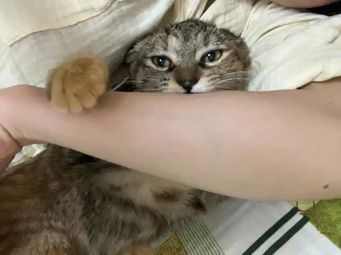 猫咪咬人