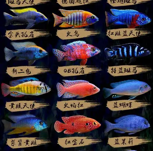 三湖慈鲷鱼活体马鲷科阿里非洲王子热带鱼小型淡水观赏鱼活体35cm闪电