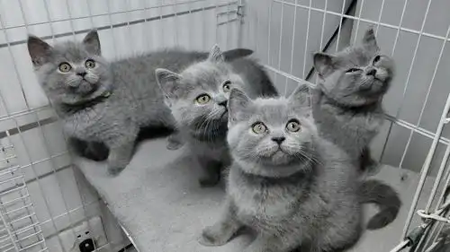 纯种英短蓝猫宝宝寻找新家啦,坐标北京