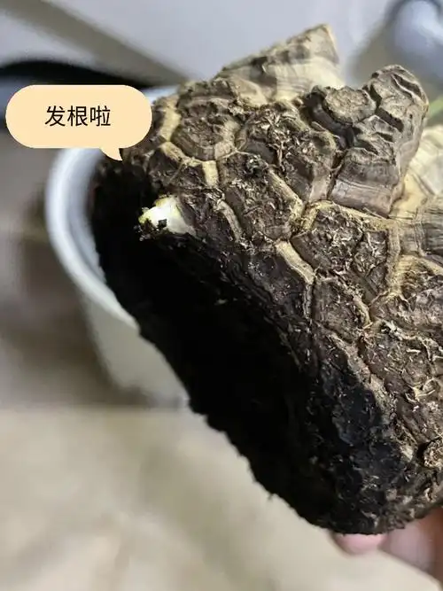 龟甲龙水苔发根第三弹