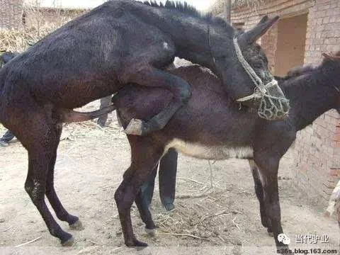 肉驴繁殖技术概述
