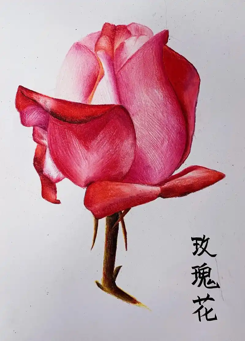 彩铅画基础入门教程花卉篇玫瑰花