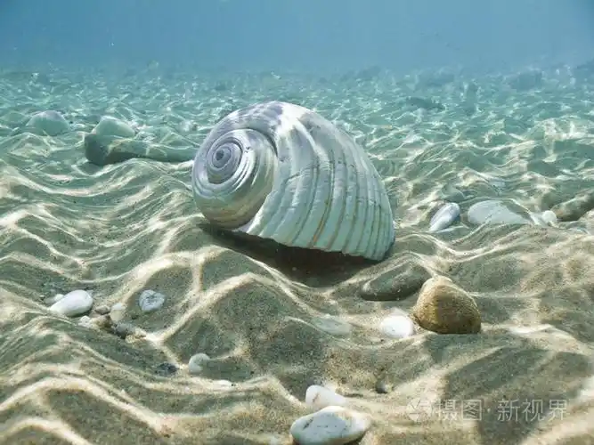 海贝壳