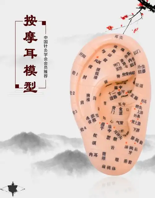 丰帆耳朵模型超清晰刻字反射区耳部按摩模型中医针灸穴位点穴耳部模型
