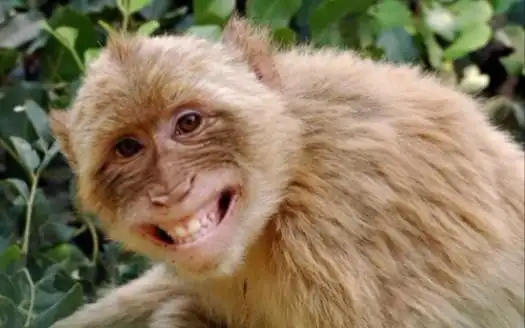 全技能无伤通关大马猴@黑暗欺骗