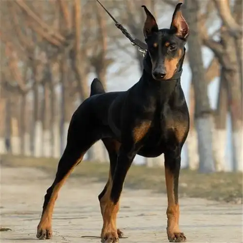 出售杜宾犬活体幼犬大骨架大头版德系杜宾宠物犬宠物狗猛犬大型犬