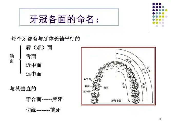 前牙及双尖牙解剖ppt课件