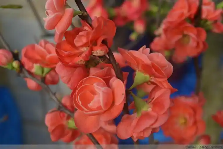 海棠品种:长寿乐2