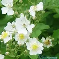 唯美好看七里香微信头像【点击鼠标右键下载】