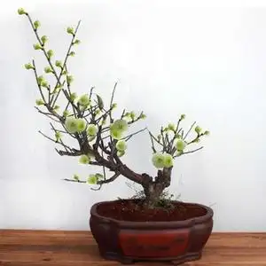 原生绿梅 绿萼梅室内室外盆景四季种植秋冬植物庭院耐寒梅花