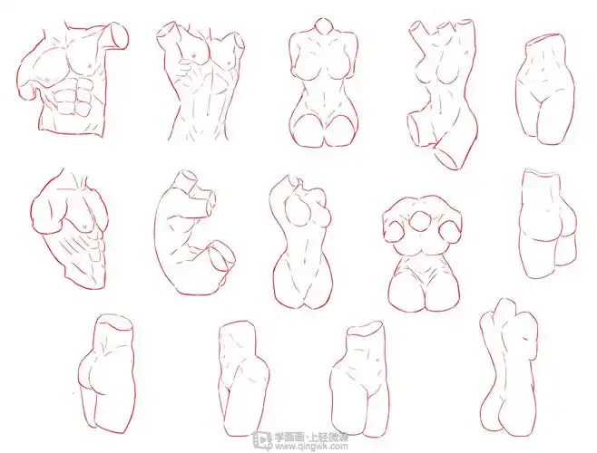 日系厚涂之躯干肌肉与躯干分块解析